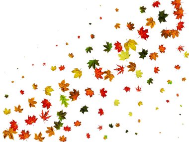 Sonbahar yaprakları arka plan. Ekim ayının düşüşü beyaza izole edildi. Şükran Günü konsepti