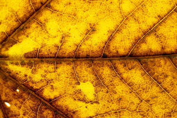 Antecedentes de folhagem. Padrão trópico de folhas. Textura abstrata. Natur... — Fotografia de Stock