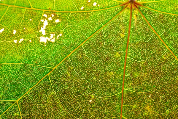 葉の背景。葉の熱帯パターン。抽象的な質感。自然 — ストック写真