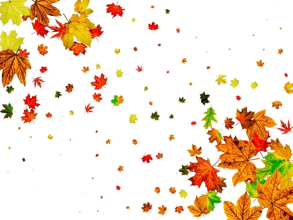 Hojas de otoño en el suelo. Noviembre cayendo fondo patrón. Concepto de temporada de Acción de Gracias —  Fotos de Stock