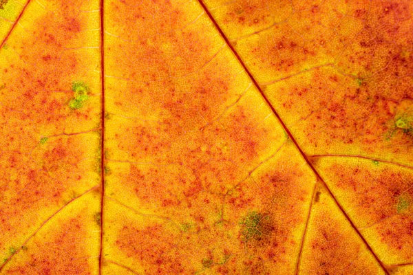 Fundo de textura de folha. Folhagem abstrata padrão tropical. Natu... — Fotografia de Stock