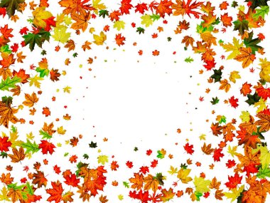 Sonbahar yaprakları arka plan. Ekim ayının düşüşü beyaza izole edildi. Şükran Günü konsepti