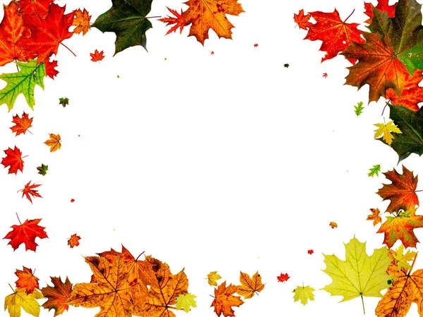 El otoño deja un fondo blanco. Caída patrón de noviembre. Concepto de temporada de Acción de Gracias — Foto de Stock