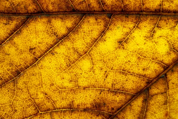 Texture des feuilles. Fond de feuillage abstrait. Modèle tropical. Nat ! — Photo