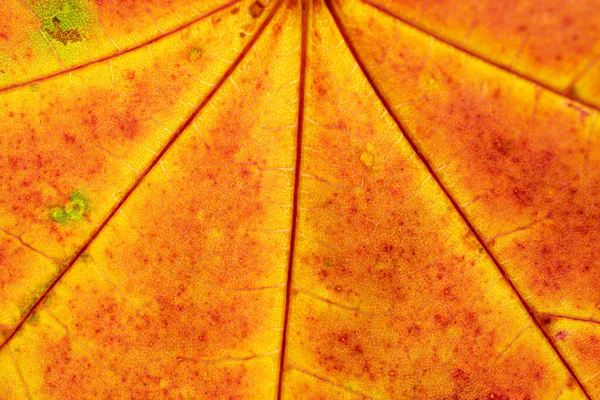 Textura de follaje. Patrón de hoja tropical. Fondo abstracto. Natur. — Foto de Stock