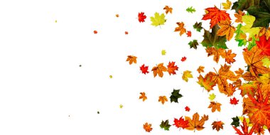 Sonbahar yaprağı deseni. Mevsim düşüşü arka planda kalır. Şükran Günü konsepti