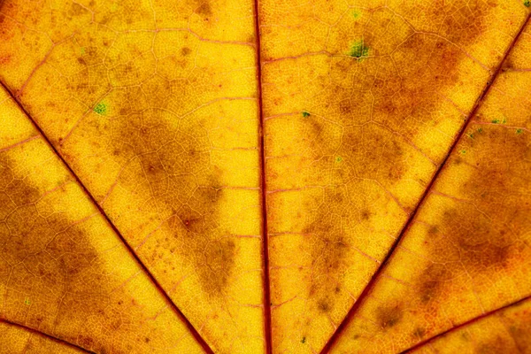 Textura de follaje. Patrón de hoja tropical. Fondo abstracto. Natur. — Foto de Stock