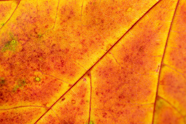 葉の質感。抽象的な葉の背景。熱帯のパターンナット — ストック写真