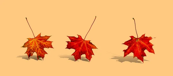 Autumn leaves background. October falling pattern isolated on wh