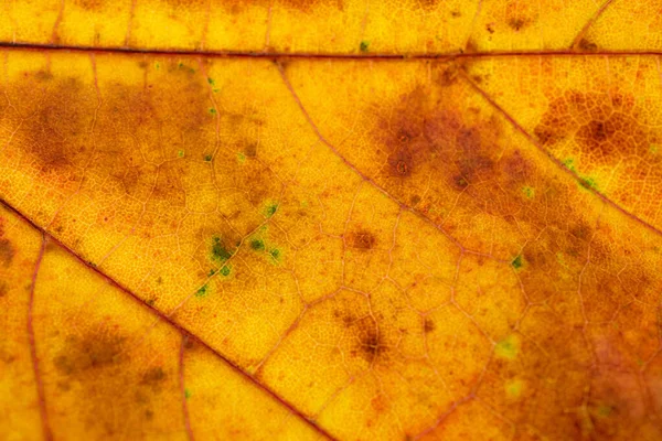 葉のプリント。熱帯抽象パターン。葉の背景自然 — ストック写真