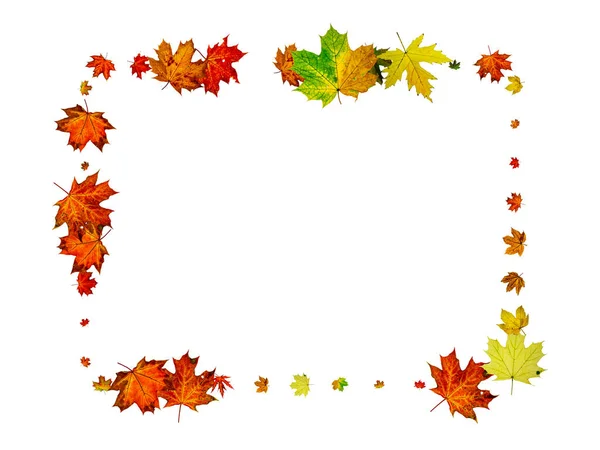 Leaves isolated. Autumn leaf pattern. Season falling leaves background. — Stock Photo, Image