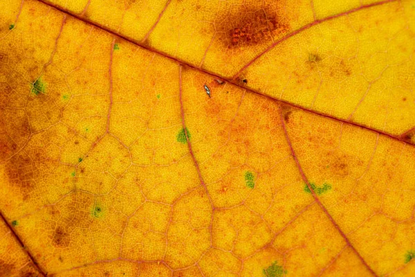 Foliage pattern. Tropical leaf abstract texture. Nature save con — Stock Photo, Image