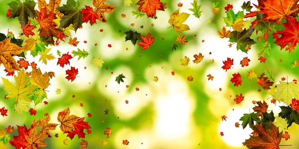 Bleibt isoliert. Herbstblattmuster. Saison fallende Blätter Hintergrund. — Stockfoto