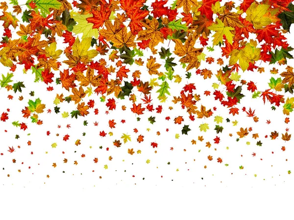 El otoño deja un fondo blanco. Caída patrón de noviembre. Concepto de temporada de Acción de Gracias —  Fotos de Stock