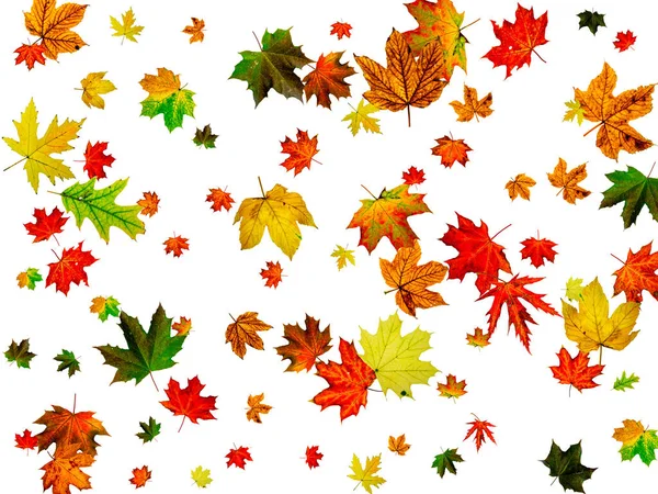 Herbsthintergrund. Herbst Oktober Blätter isoliert auf weiß. Saisonkonzept — Stockfoto