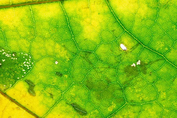 葉の質感の背景。アブストラクトは熱帯パターンを残す。夏 — ストック写真