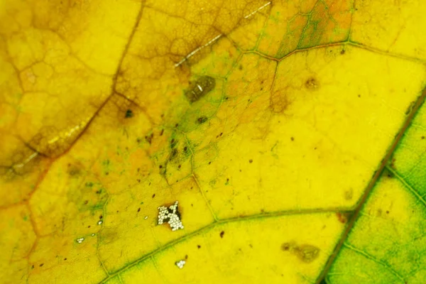 Foliagemönster. Tropisk bladabstrakt konsistens. Naturvårdsprojekt — Stockfoto