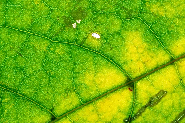 Foliage bakgrund. Bladens tropiska mönster. Abstrakt struktur. Natur — Stockfoto