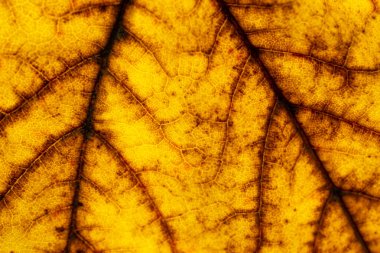 Yaprak deseni. Tropikal doku. Soyut bitki örtüsü. Nat.