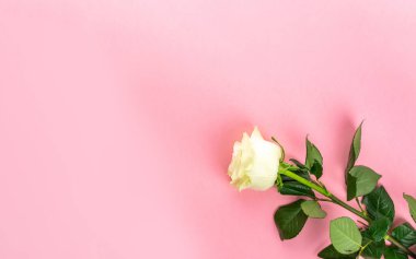 Gül arka planı. Pembe üzerine izole edilmiş beyaz çiçek. Üst yaşam süresi