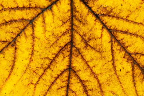 Фон текстуры листа. Абстрактный тропический рисунок листьев. Нату — стоковое фото