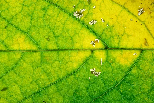 Blad textur bakgrund. Abstrakt bladverk tropiskt mönster. Natu — Stockfoto