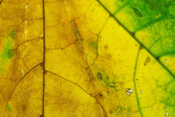 Patrón de follaje. Textura abstracta de hojas tropicales. Naturaleza salvar con — Foto de Stock