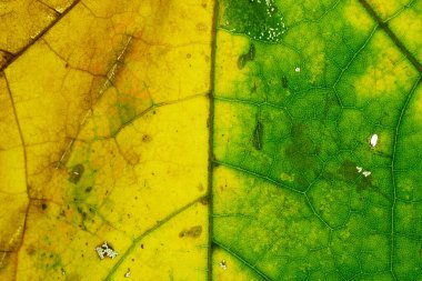 Yaprak dokusu arka planı. Soyut tropikal desen. Natu.