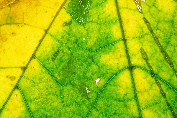 잎 자국. 광적으로 추상적 인 패턴입니다. 나뭇잎 배경. 자연 — 스톡 사진