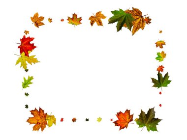 İzole edilmiş bırakırlar. Sonbahar yaprağı deseni. Mevsim düşen yapraklar arka plan.