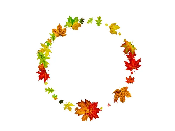 Podzim opouští bílé pozadí. Padající listopadový vzor. Koncept sezóny díkůvzdání — Stock fotografie