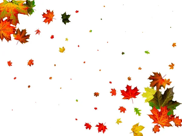 Hojas de otoño cayendo. Patrón de temporada aislado sobre fondo blanco. Concepto de Acción de Gracias —  Fotos de Stock