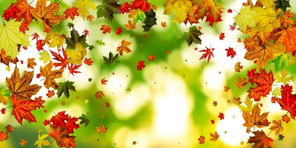 Herbstzeit. Herbst Blätter fallen Muster isoliert auf bunt. Dankbarkeitskonzept — Stockfoto