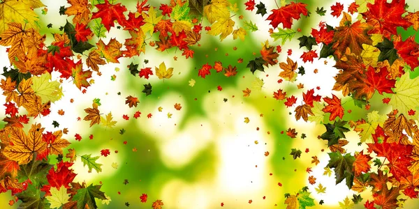 Herbstzeit. Herbst Blätter fallen Muster isoliert auf bunt. Dankbarkeitskonzept — Stockfoto