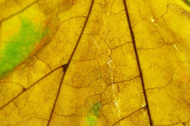 Yaprak dokusu. Soyut bitki örtüsü. Tropikal desen. Nat.