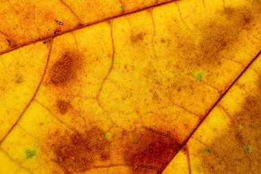 Yeşillik geçmişi. Yaprak tropik desen. Soyut doku. Natur.