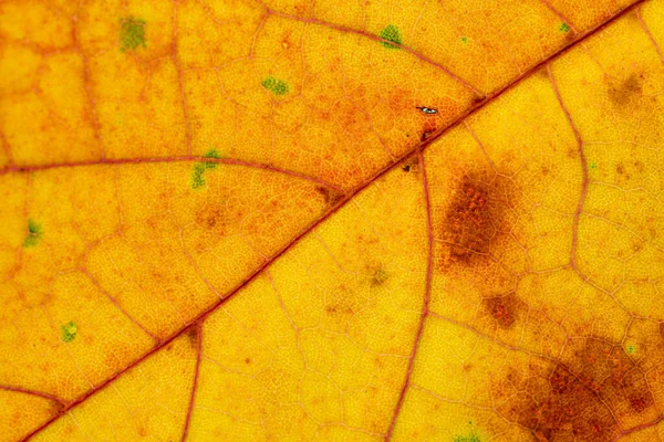 Laubstruktur. tropisches Blattmuster. Abstrakter Hintergrund. Natur — Stockfoto