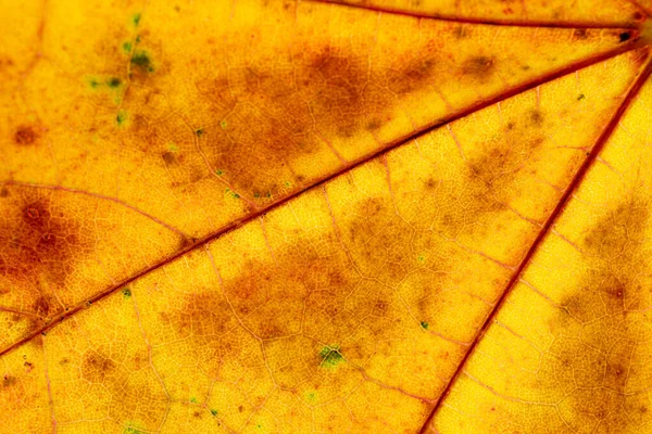 Stampa fogliare. Schema astratto tropicale. sfondo foglia. Natura — Foto Stock