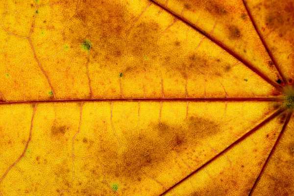 葉のパターン熱帯のテクスチャ抽象的な葉の背景。ナット — ストック写真