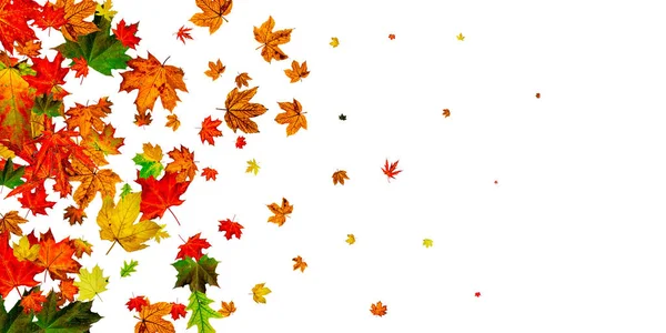 Осенний фон. Падение октября листья изолированы на белом. Концепция сезона — стоковое фото