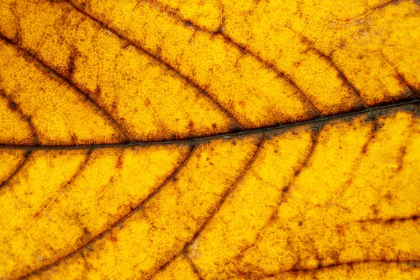 Bladmönster. Tropisk konsistens. Abstrakt bladverk bakgrund. Nat — Stockfoto