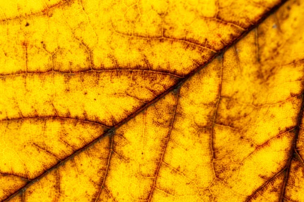 Laubmuster. tropische Blatt abstrakte Textur. Natur retten — Stockfoto