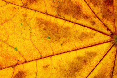 Yaprak deseni. Tropikal doku. Soyut bitki örtüsü. Nat.