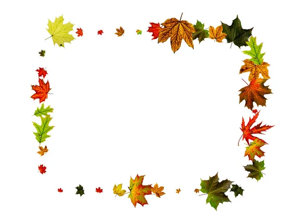 Podzimní listí. Podzimní období vzor izolované na bílém pozadí. Koncept Díkůvzdání — Stock fotografie