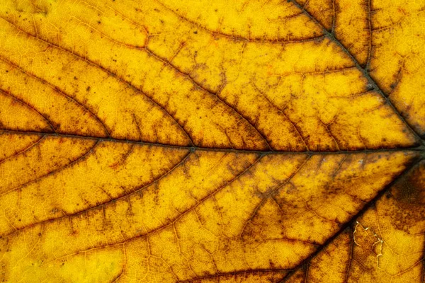 葉のパターン熱帯のテクスチャ抽象的な葉の背景。ナット — ストック写真