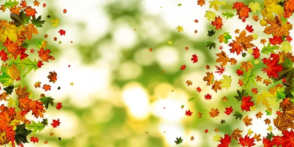 Autumn leaves background. October falling pattern isolated on colorful. Thanksgiving concept