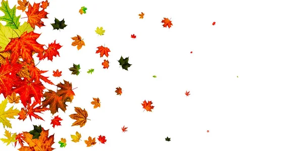 Herbstblätter grenzen ein. Oktober Erntedank Muster isoliert auf weißem Hintergrund. Fallendes Laub — Stockfoto
