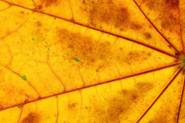 Yaprak deseni. Tropik yaprak soyut dokusu. Doğa kaydetme dolandırıcılığı