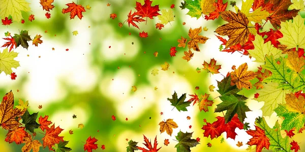 Autumn leaves border. October thanksgiving pattern isolated on colorful background. Falling leaves concept