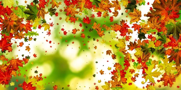 Herbstblätter grenzen ein. Oktober Danksagung Muster isoliert auf buntem Hintergrund. Fallendes Laub — Stockfoto